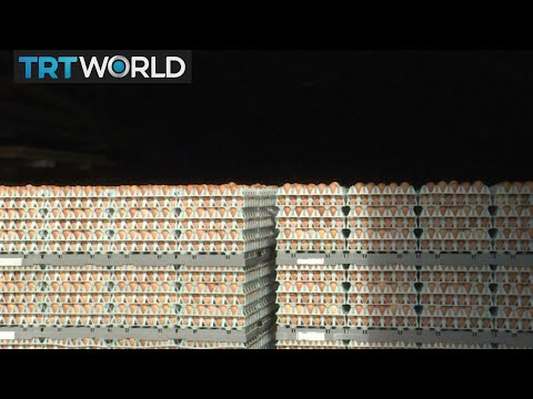 Poison Eggs: European insecticide scandal grows